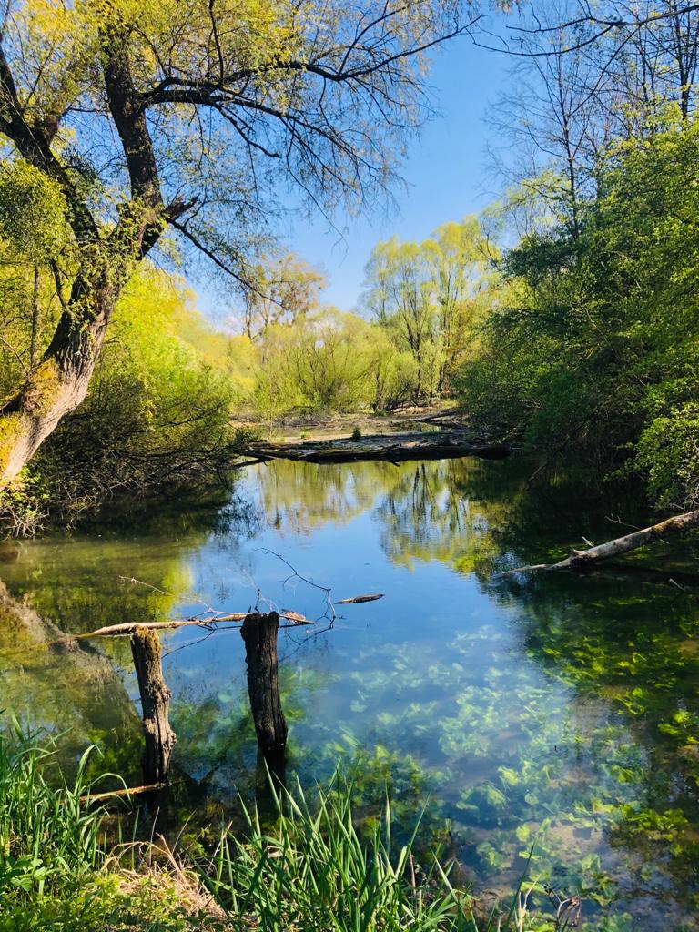 Drusenheim, Circuit du Cygne - Portrait