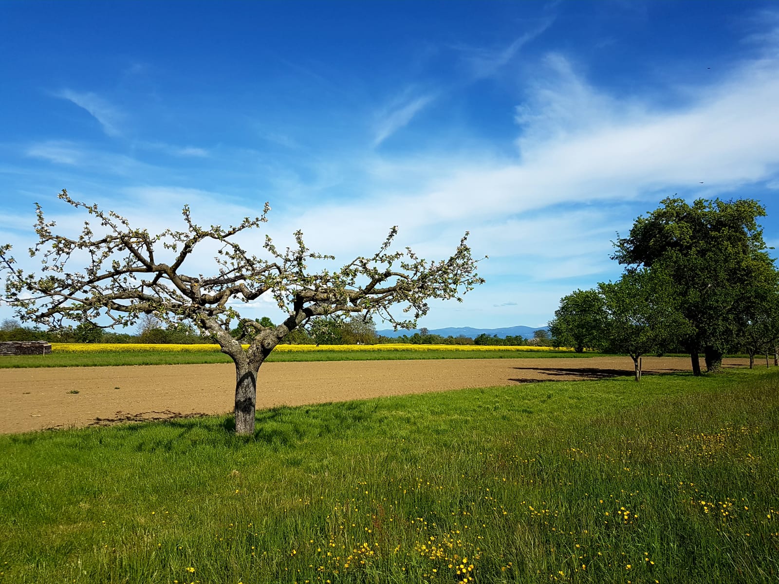 Herrlisheim, Circuit de la Pomme - paysage