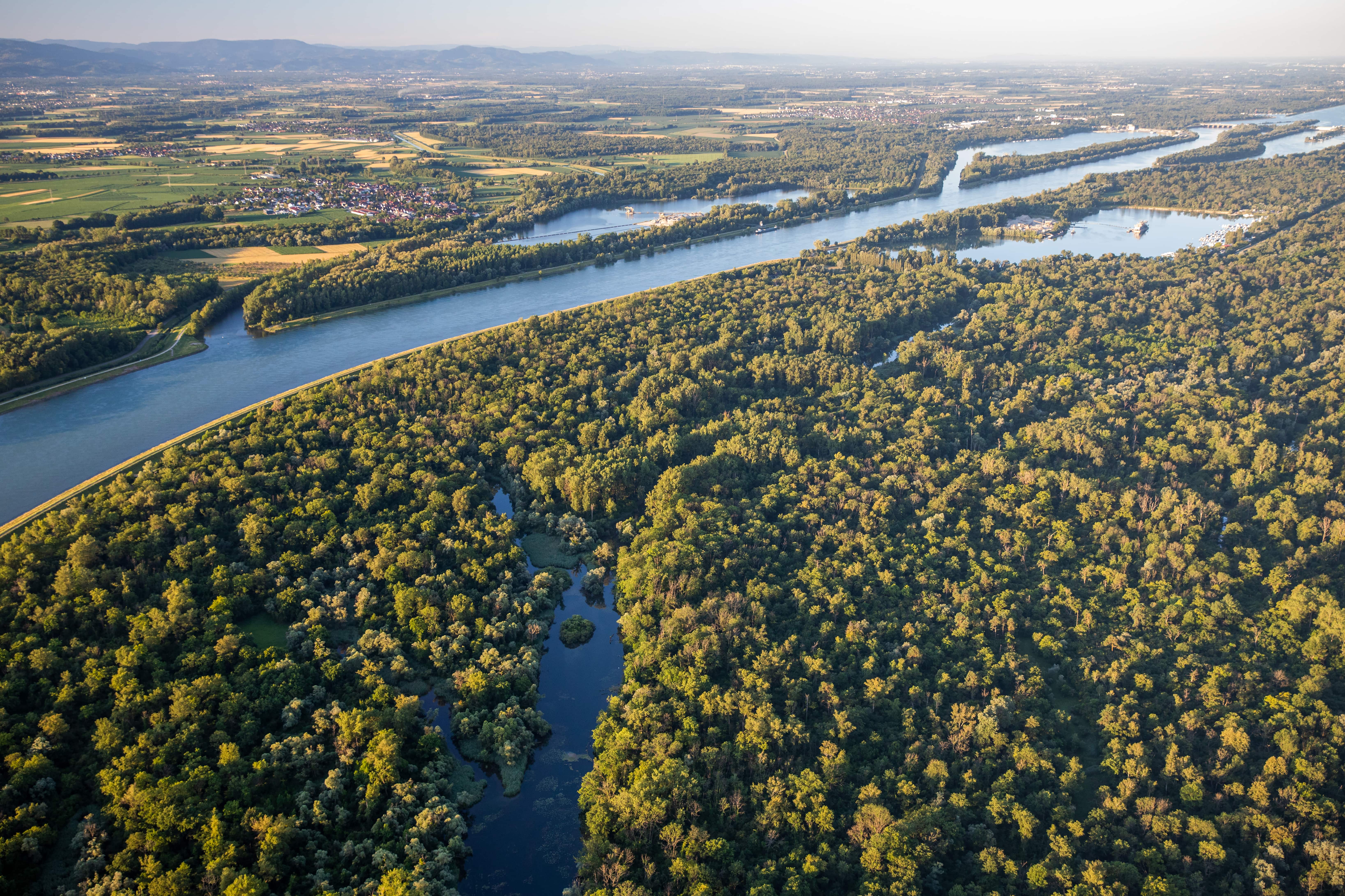 24 Réserve naturelle nationale de la forêt d'Offendorf-min