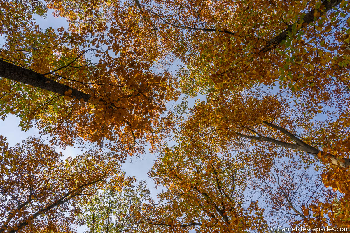 automne-foret automne-foret